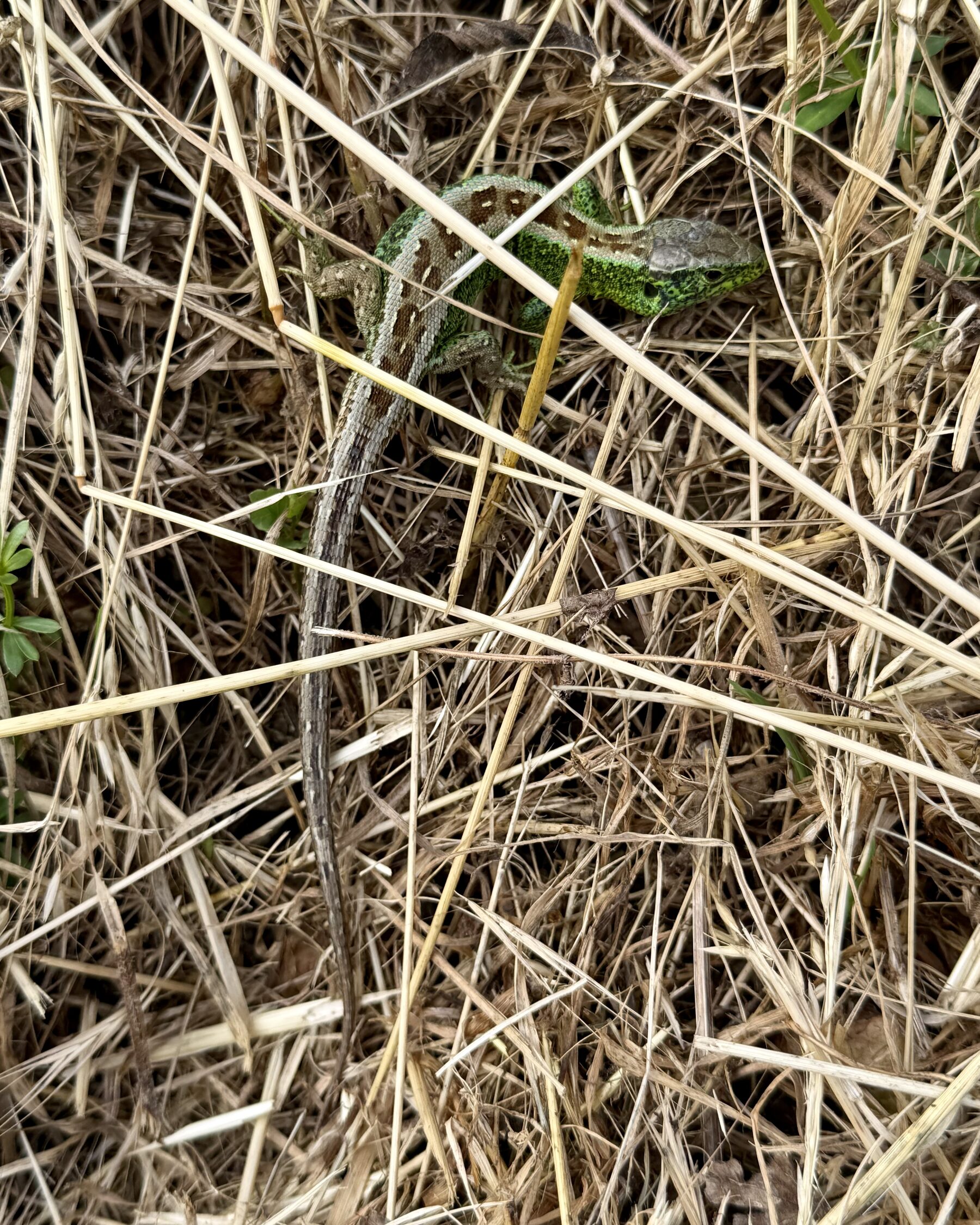 Zauneidechse mit grünlicher Färbung liegt im trockenen Gras in natürlichem Habitat am Abend.
