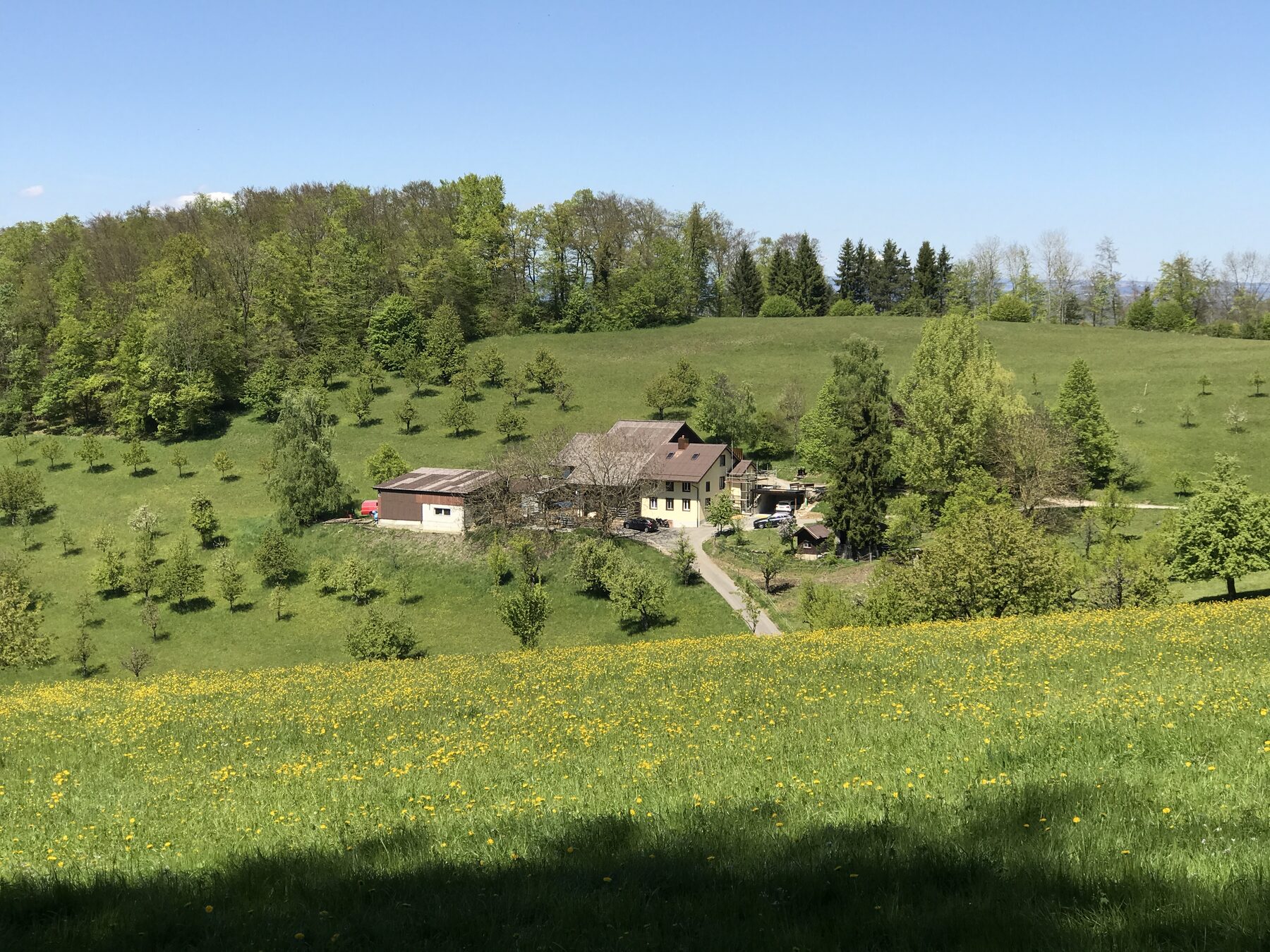 Hof mit landwirtschaftlichen Gebäuden umgeben von Streuobstbäume und Wiesen, dahinter ein Laubwald am Hang
