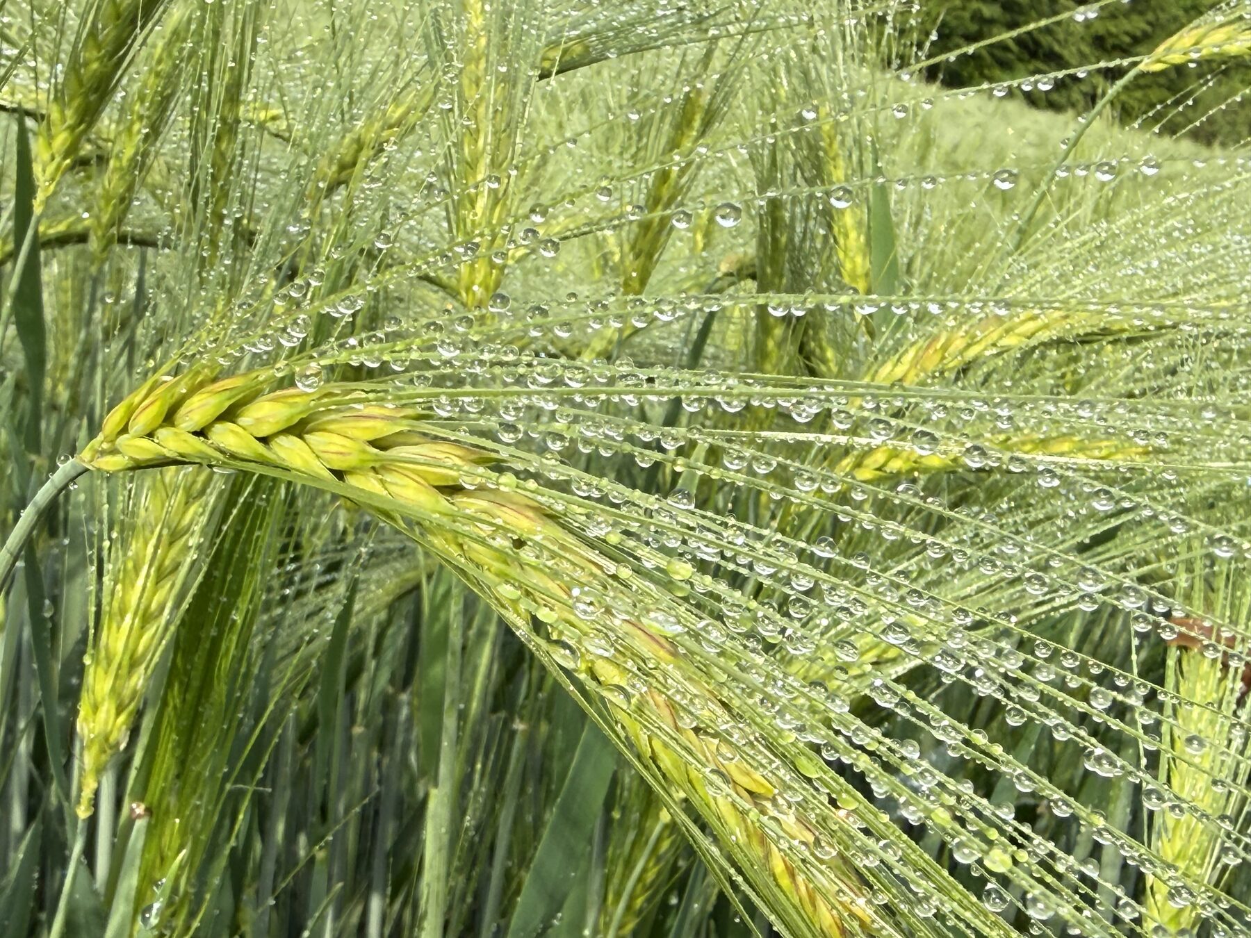 Nahaufnahme junger Getreideähren mit zahlreichen glitzernden Tautropfen am Morgen