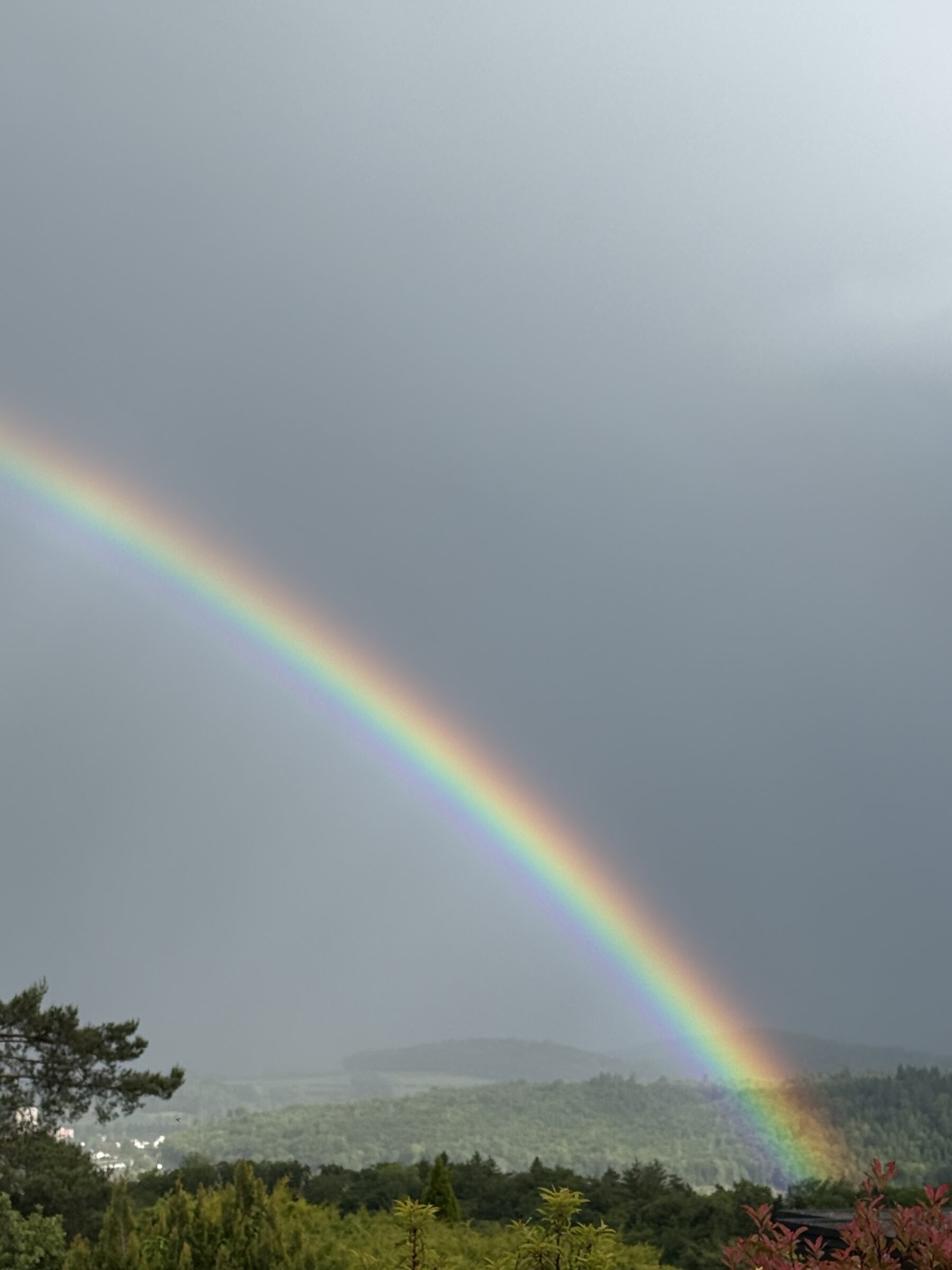 Farbenfroher Regenbogen spannt sich über bewaldete Landschaft unter bewölktem Abendhimmel