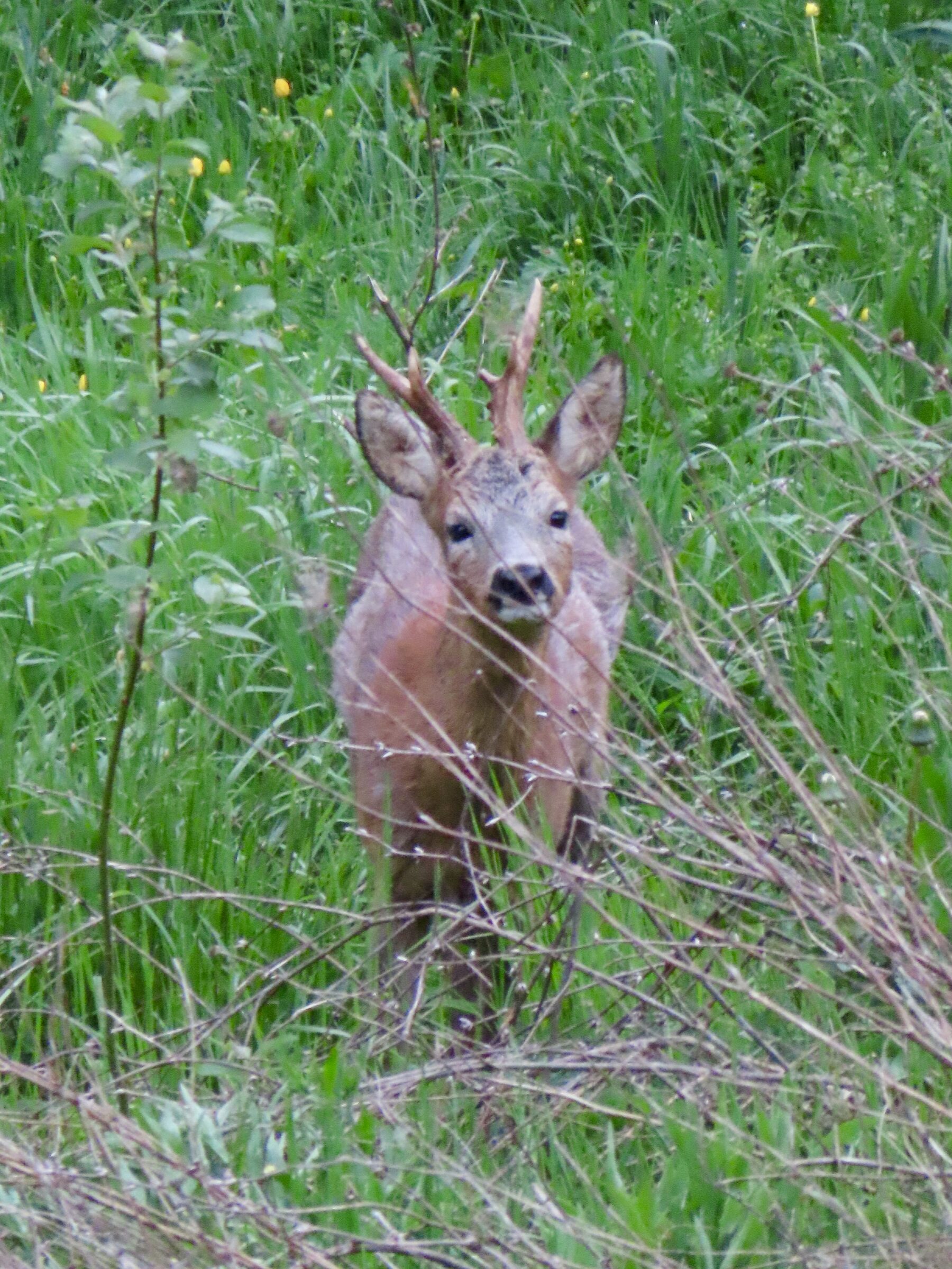 Rehbock steht in dichter, grüner Wiese mit Gräsern und Zweigen am Morgen