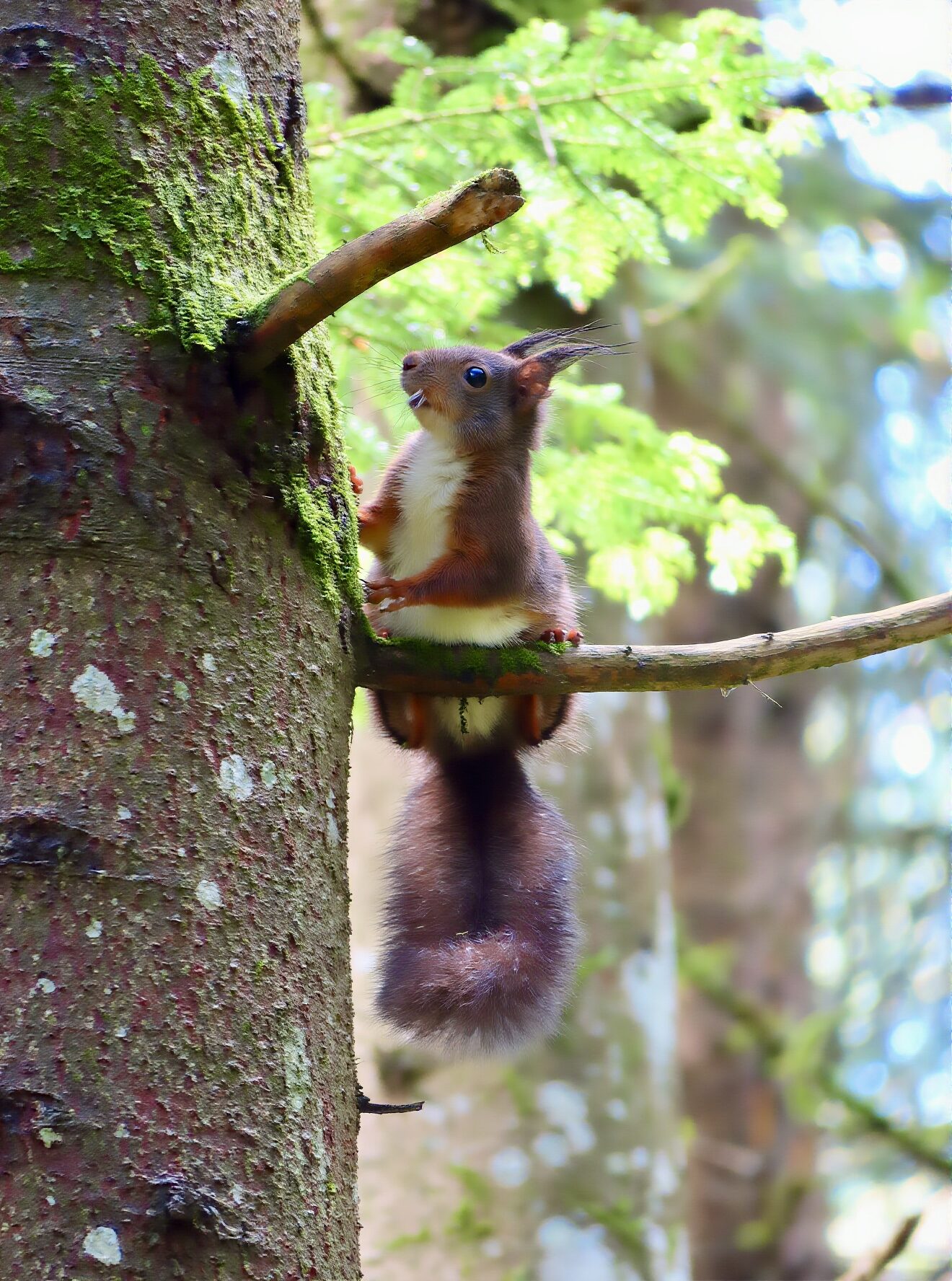 Eichhörnchen hält sich an Ast eines moosbedeckten Baumes fest im Wald