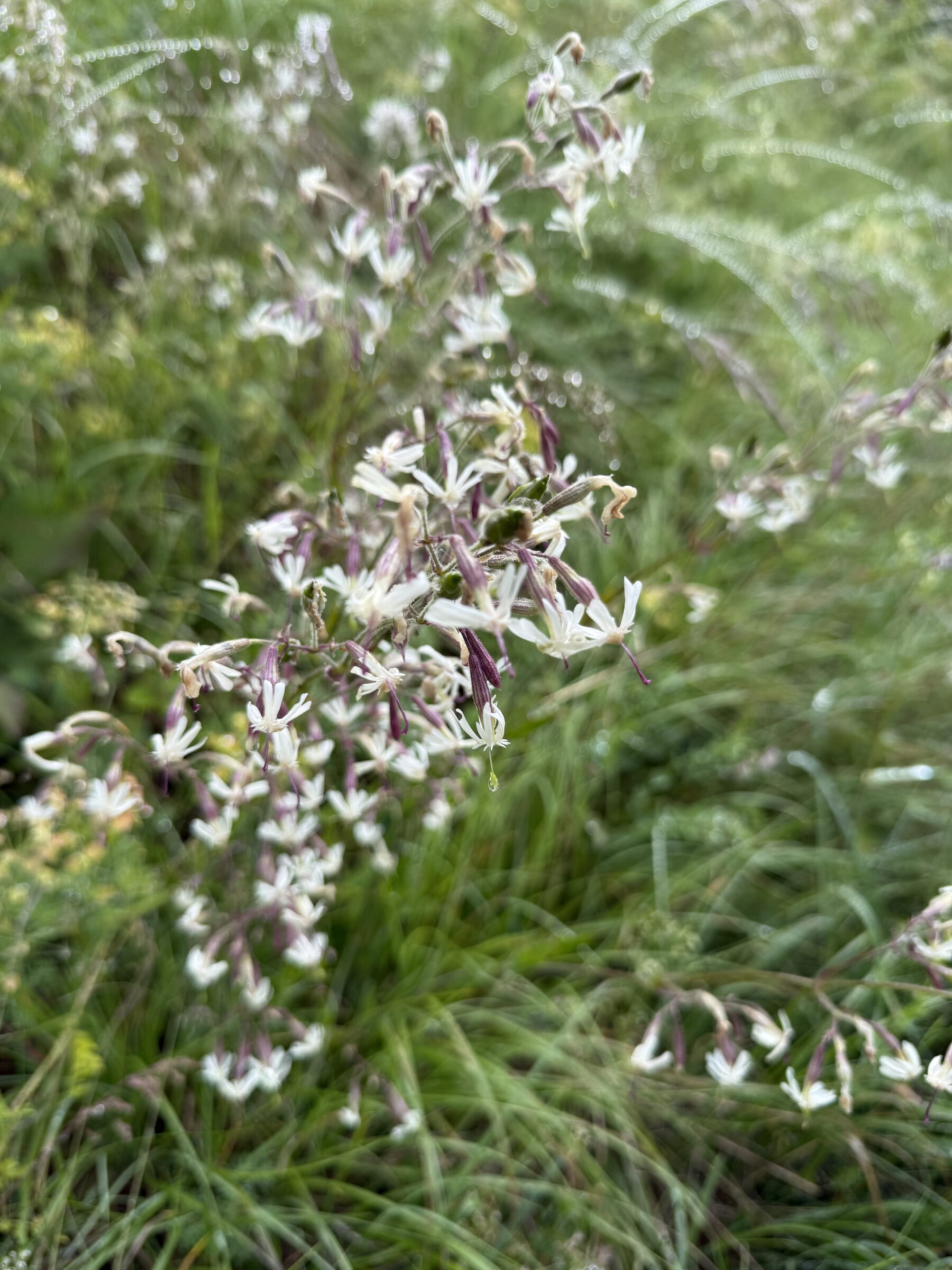 Nahaufnahme von kleinen weissen und violetten Blüten auf grüner Wiese mit Morgentau am Morgen