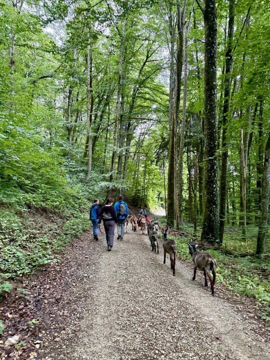 Herde freilaufender Stiefelgeissen während einer begleiteten Wanderung nahe Mönthal mit Wandernden in der Gruppe