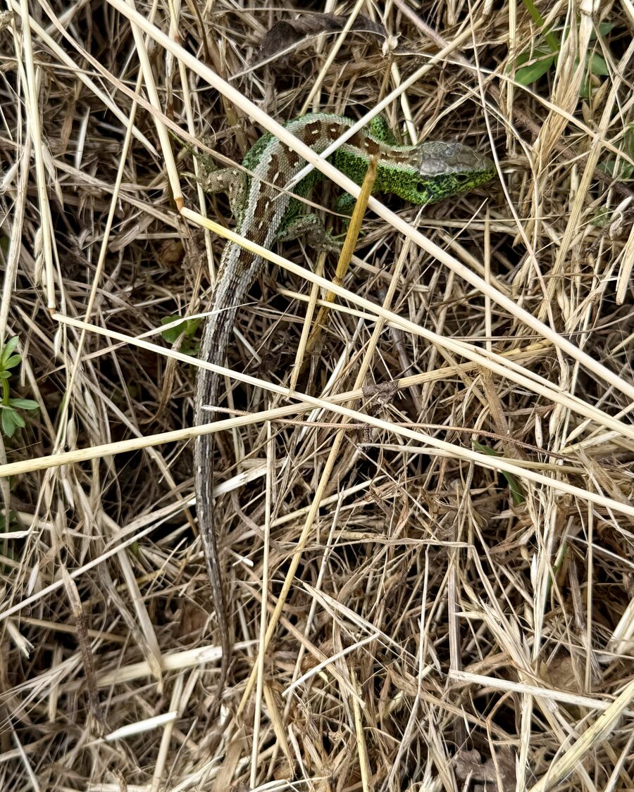 Zauneidechse mit grünlicher Färbung liegt im trockenen Gras in natürlichem Habitat am Abend.