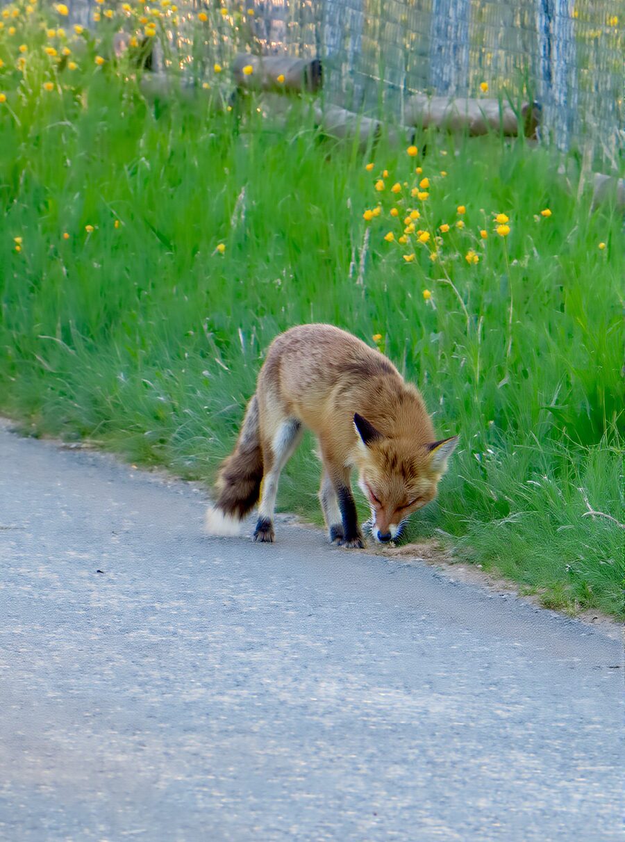 Rotfuchs trägt gefangene Maus im Mettauertal