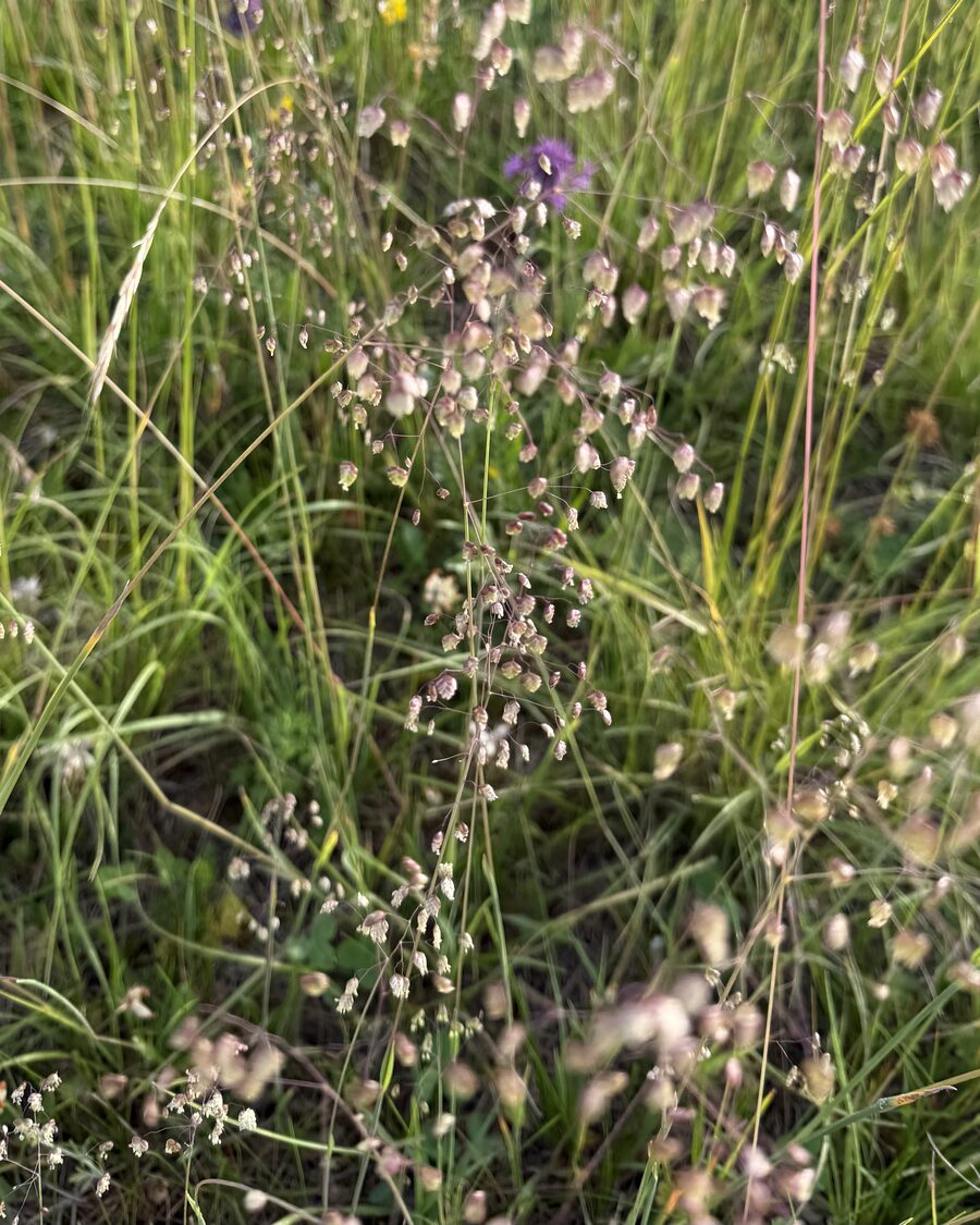 Herzförmige Ährchen des Mittleren Zittergrases auf magerer, kalkhaltiger Wiese