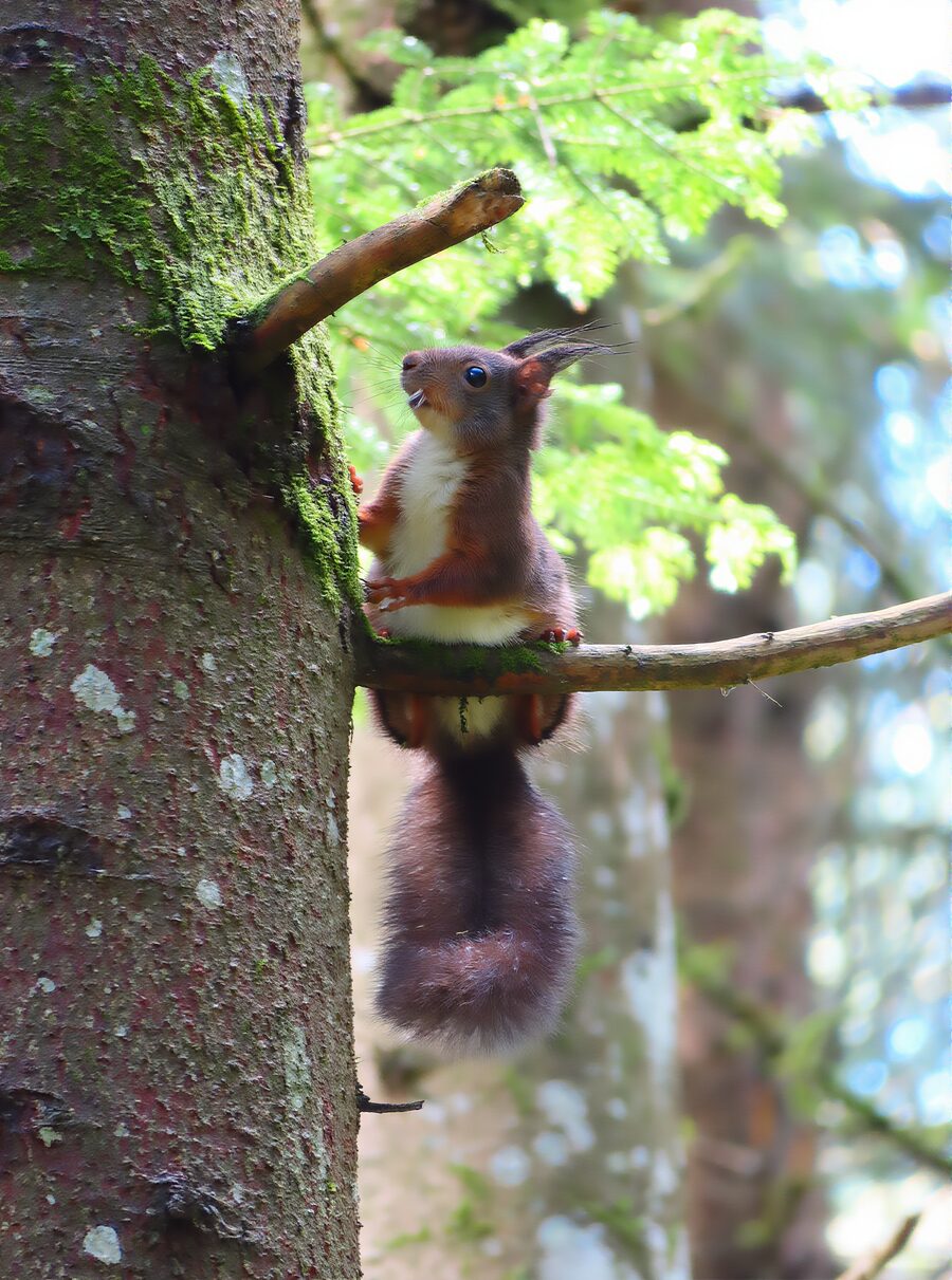 Eichhörnchen beim Klettern an einem Baumstamm im lichten Laub- und Nadelwald mit markanten Ohrpinseln