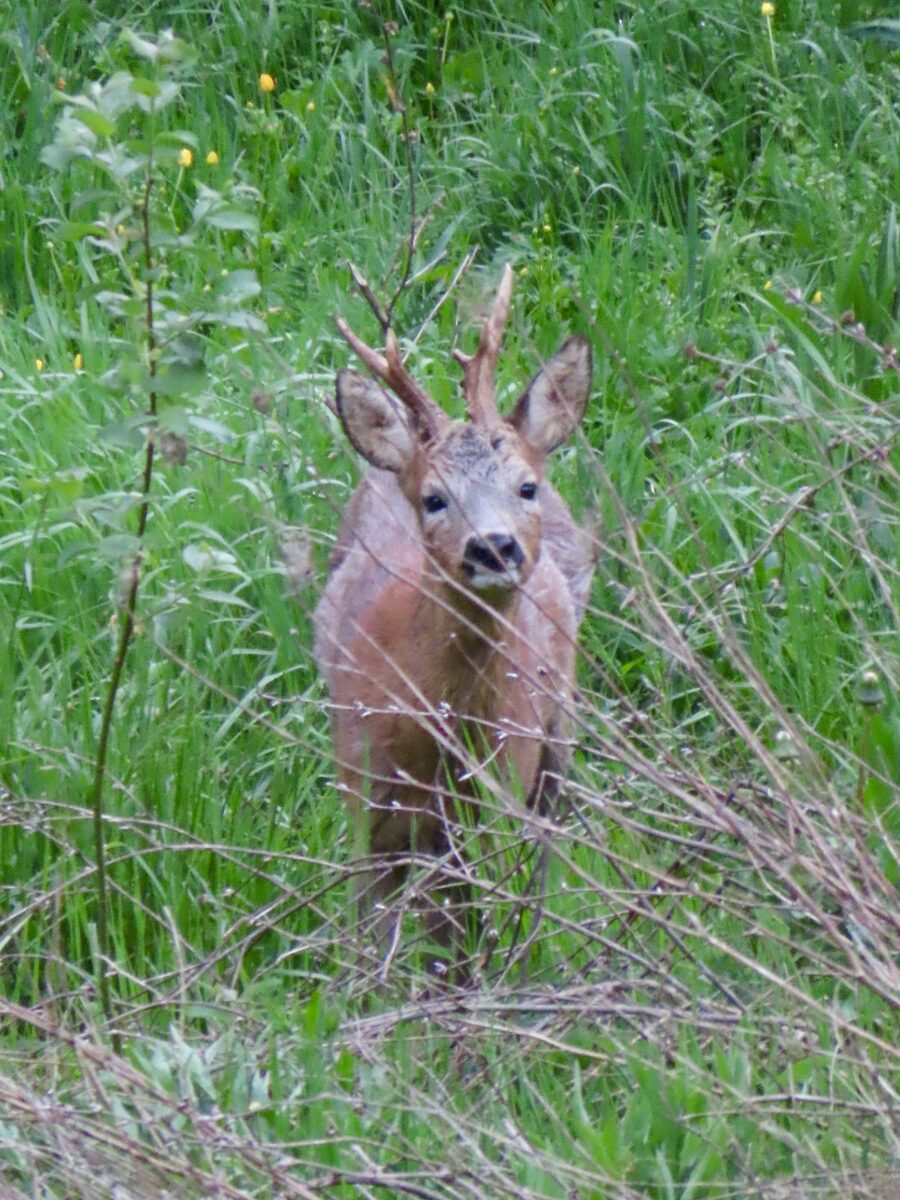 Rehbock steht in dichter, grüner Wiese mit Gräsern und Zweigen am Morgen
