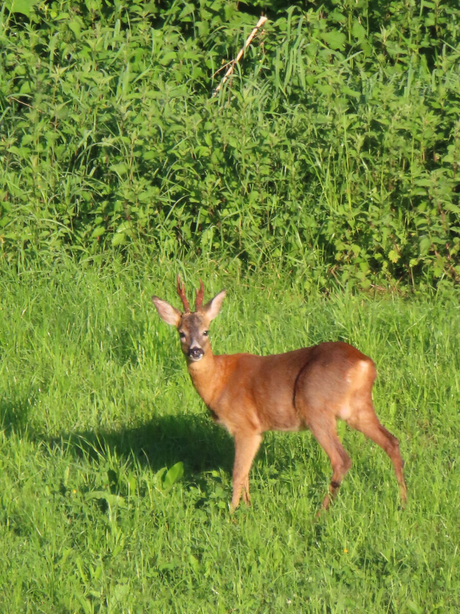 Rehbock mit aufgerichteten Ohren auf grüner Wiese vor dichter Strauchvegetation am Waldrand