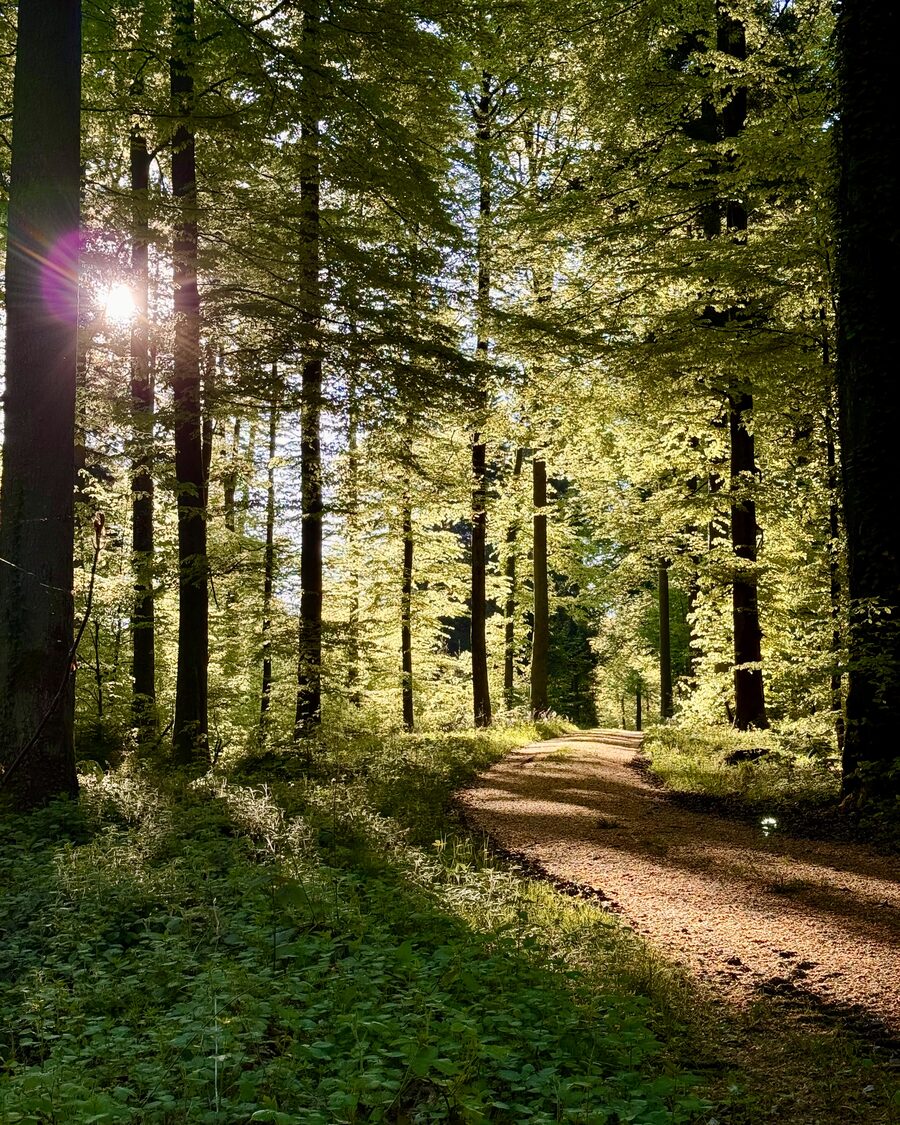 Waldweg im Mettauertal mit schlanken Buchenbäumen und frischem Laub, darunter dichte Krautschicht, aufgenommen an einem klaren Morgen im April