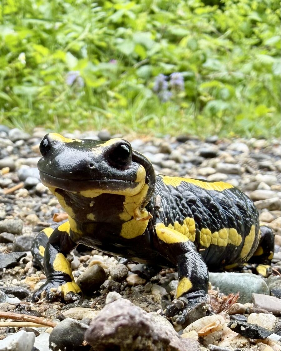 Nahaufnahme eines Feuersalamanders mit gelb-schwarzer Musterung auf Kiesboden mit grünem Hintergrund.