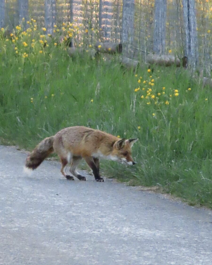 Rotfuchs geht am Weg entlang, neben einer Wiese mit gelben Blumen, am frühen Morgen.