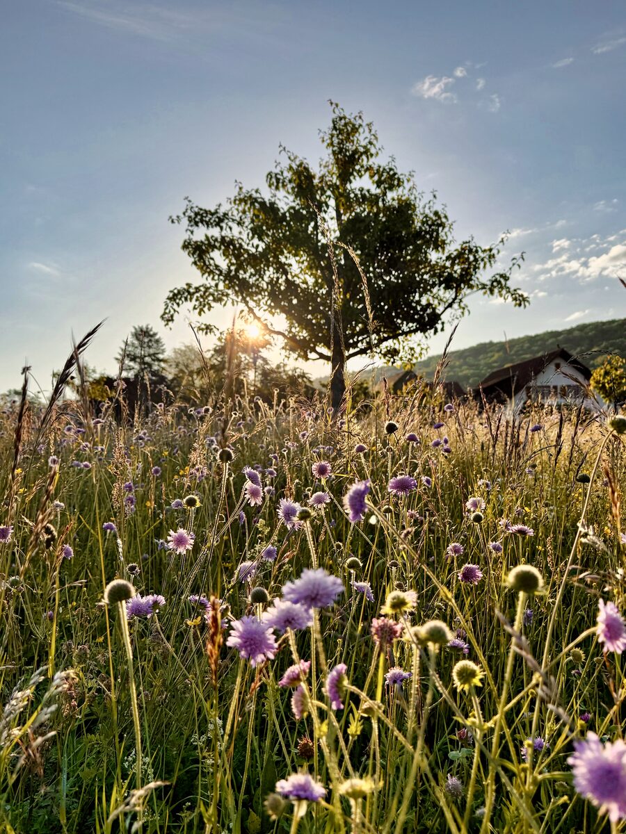 Blumenwiese auf dem Mettauerberg